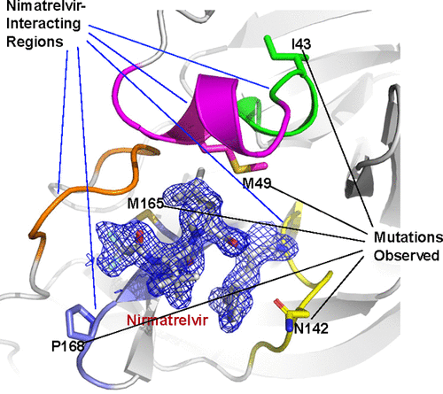 J Med Chem_2022 K Yang